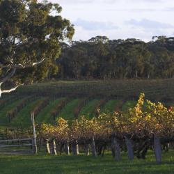 Barossa Valley Accommodation Florida