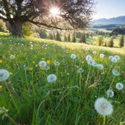 Bavaria Accommodation Florida