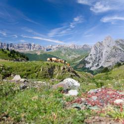 Pyrénées Accommodation Florida