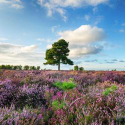 New Forest Accommodation Florida
