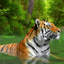 Sumatra Accommodation Florida