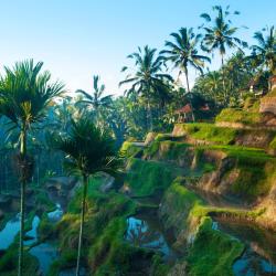 Ubud Accommodation Florida