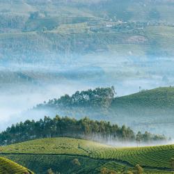 Munnar and Surroundings Accommodation Florida