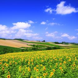 Hokkaido Accommodation Florida