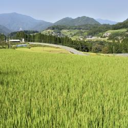 Miyazaki Accommodation Florida