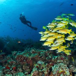 Dhaalu Atoll Accommodation Florida