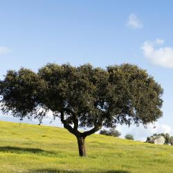 Alentejo Accommodation Florida