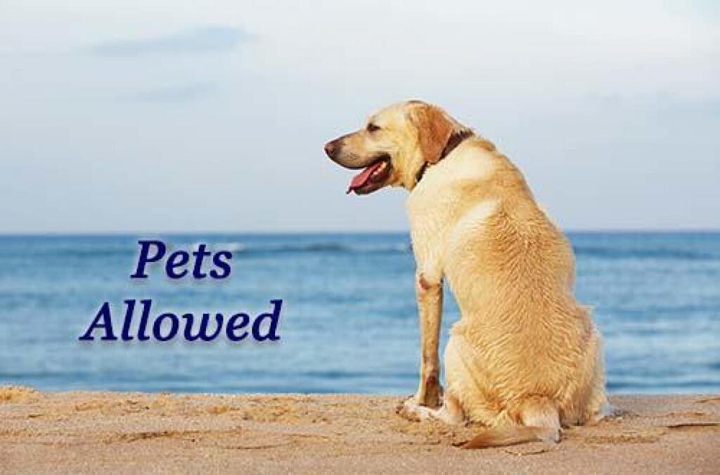 Morgans Sunrise - thumb 3