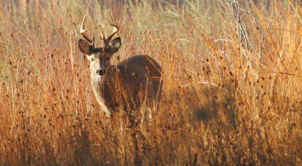 Tidewater 1804 - thumb 2