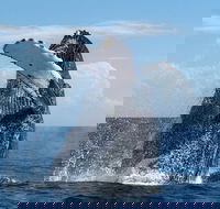 Maui Whale Watching and Snorkeling Tour from Ma'alaea Harbor - Accommodation Florida