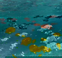 Molokini Crater Zodiak Adventure Snorkel and Turtle Cove Swim - Accommodation Florida