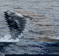 Four Winds II Molokini Snorkeling Tour from Maalaea Harbor - Accommodation Florida