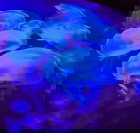 Shark Reef at Mandalay Bay Hotel and Casino - Accommodation Florida