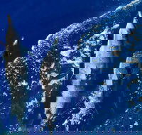 Lanai Snorkeling  Dolphin Encounter Aboard Quicksilver MAUI / Lahaina Harbor - Accommodation Florida