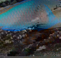 Molokini Snorkeling Adventure Aboard Calypso MAUI / Ma'alaea Harbor - Accommodation Florida