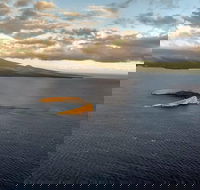 Maui Whale Watching -Private- Air Tour Spectacular Humpbacks Seen from Above - Accommodation Florida