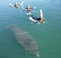 Manatee Snorkeling Tours - Accommodation Florida