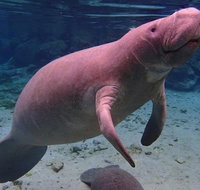 Swim with the Manatees Includes In-Water Guide/Photographer - Accommodation Florida