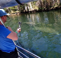 Manatee Viewing Cruise - Accommodation Florida