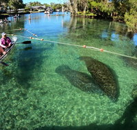 All Clear Kayak Manatee Viewing Ecotour With Local Guide - Accommodation Florida