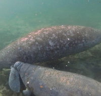 Swim With Manatees In Crystal River Florida - Accommodation Florida