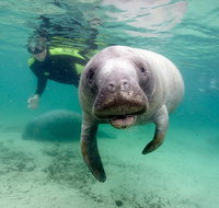 Manatee Snorkel Tour with In-Water Divemaster/Photographer - Accommodation Florida