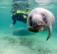 Small group Manatee Tour with In-Water Divemaster/Photographer - Accommodation Florida