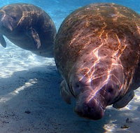 Small Group VIP Manatee Pontoon Tour - Accommodation Florida