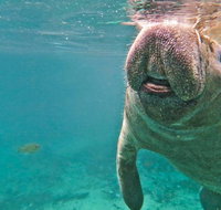 Self Drive Swim with Manatees on the Crystal River - Accommodation Florida