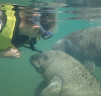 Deluxe Manatee Swim Tour - Accommodation Florida