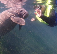 Manatees and Rainbow River by SCUBA or Snorkel - Accommodation Florida