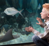 SEA LIFE Michigan Aquarium Admission Ticket - Accommodation Florida