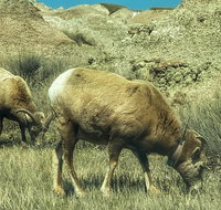 Private VIP Boutique Day Tour of Mt. Rushmore and The Badlands - Accommodation Florida