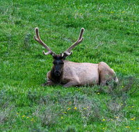 Lower Loop of Yellowstone Tours - Accommodation Florida