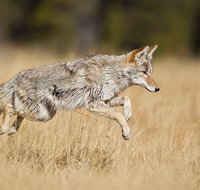 Yellowstone Custom Wildlife and Nature Tour - Accommodation Florida