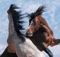 Red Canyon Wild Mustang Tour 530pm. - Accommodation Florida
