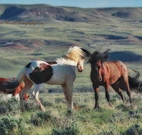 Private Red Canyon Wild Mustang Tour - Accommodation Florida