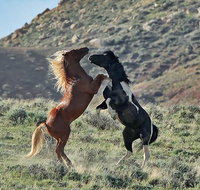 Red Canyon Mustang Tour 830am. - Accommodation Florida