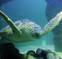SEA LIFE Aquarium Minnesota Admission Ticket at Mall of America - Accommodation Florida